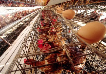 Por qué los veganos no comemos huevos.